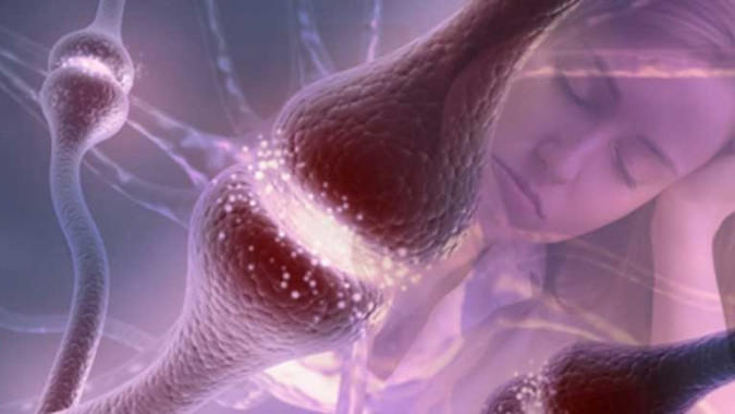 Navigating the Sleep-Wake Cycle: A Guided 3-D Animation