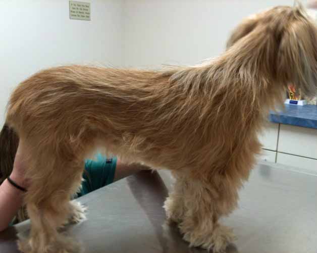 sebaceous adenitis cure