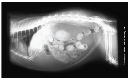 VetFolio - Feline Uti Caused By Obesity