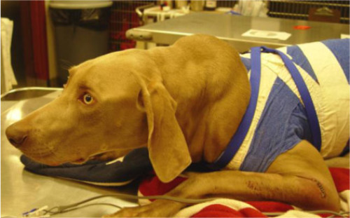 Management Of Thoracic Dog Bite Wounds Veterinary Practice