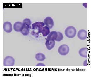 Read About Diagnostics In This Article By Dr Julie Flood