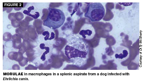 Read About Diagnostics In This Article By Dr Julie Flood