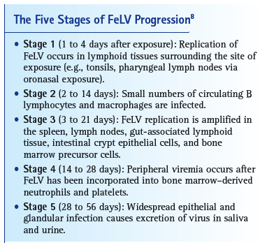 VetFolio - Feline Leukemia Virus Transmission Through Bites