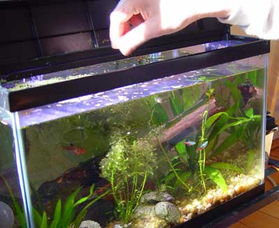 vitamin c freshwater aquarium