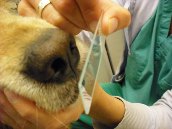 How Much Does A Skin Biopsy Cost For A Dog at Robert Cogdill blog