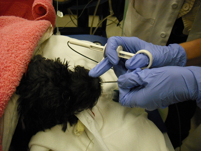 What Is A Biopsy On A Dog