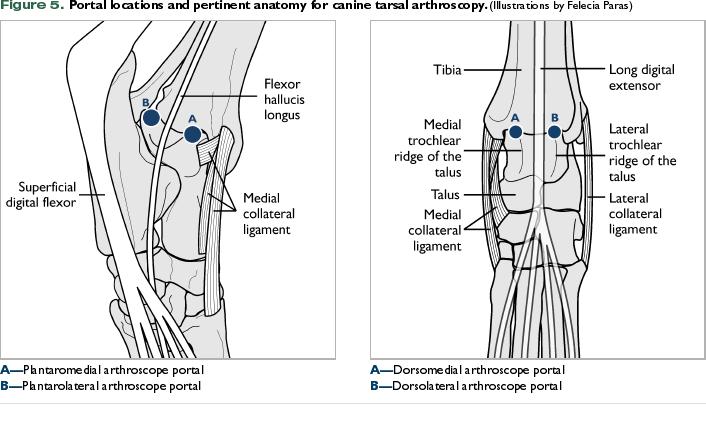 Canine Hindlimb Anatomy Anatomy Book