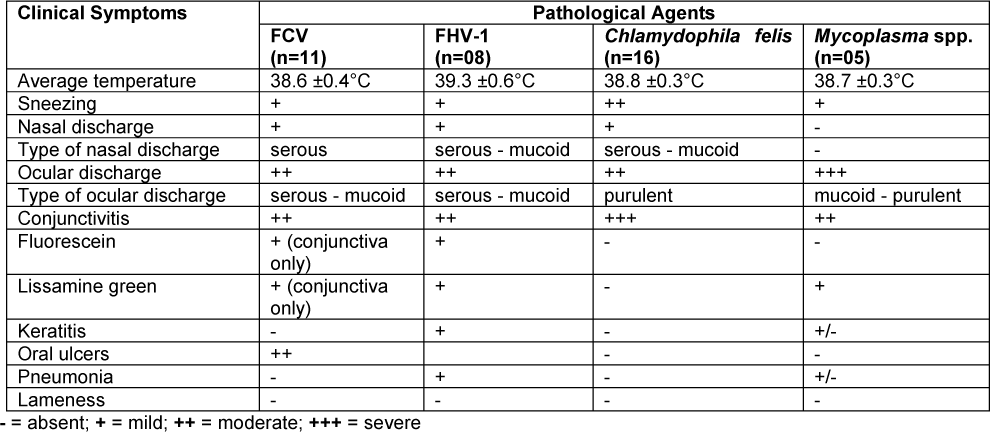 Ocular Surface Infections In Cats Vetfolio