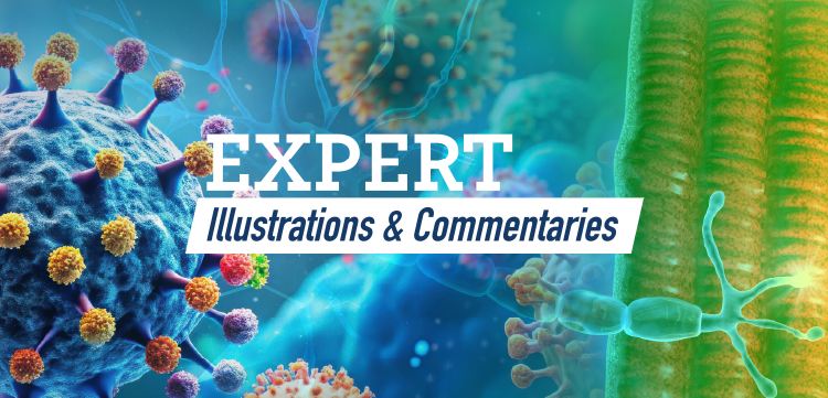 Expert Illustrations & Commentaries™: Visualizing the Role of B Cells as Therapeutic Targets for Generalized Myasthenia Gravis
