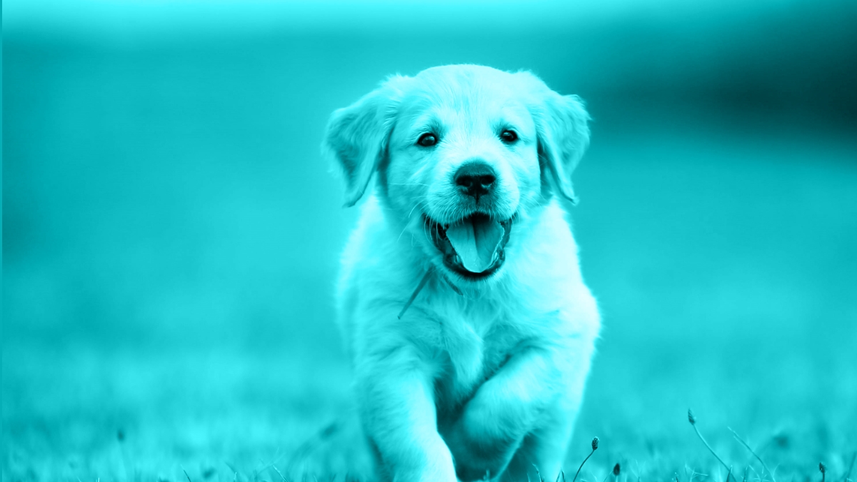 Puppy Socialization or Infectious Disease Prevention – Can’t We Have Both??