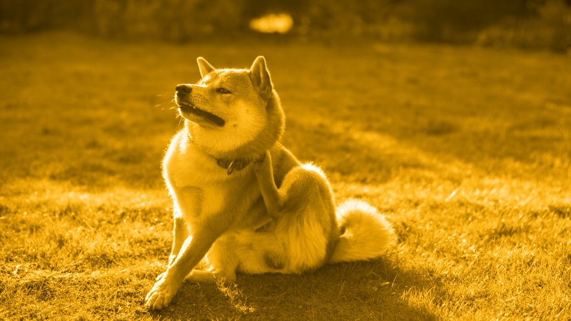 Keep it Simple: Clinical Insights You Need to Succeed With Your Canine Allergic Dermatitis Patients