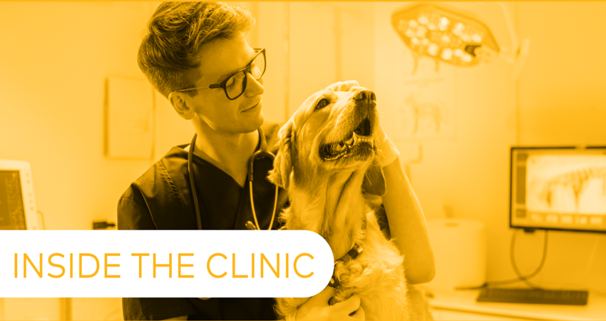 Canine Lymphoma Treatment—Never a One Size Fits All