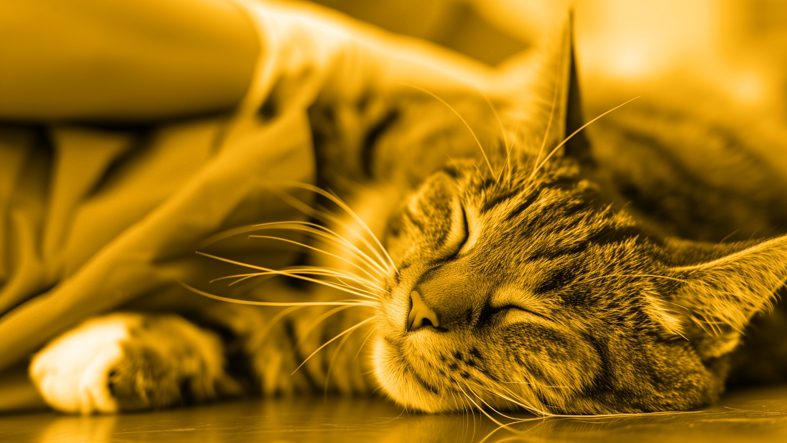 Advances in Feline Perioperative Pain Management