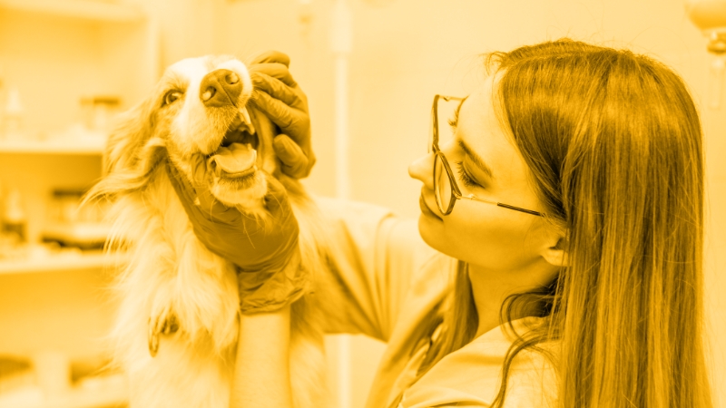 Beyond What the Eye Can See, Magnification and Lighting for Veterinary Dentistry