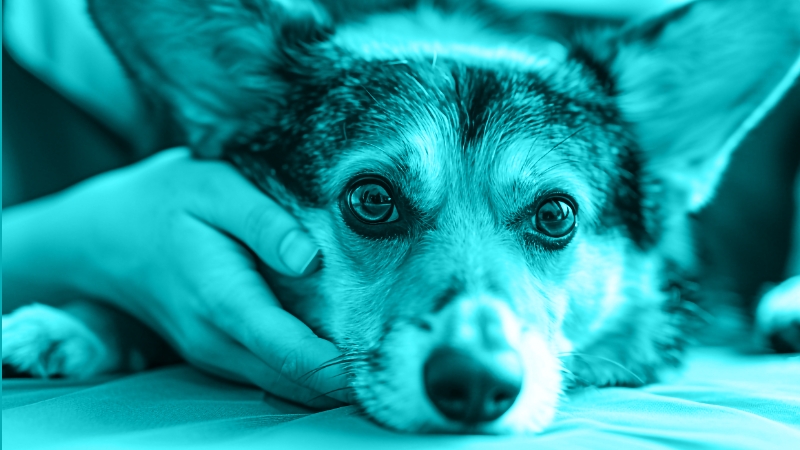 How To Deal With A Pain In The A**: Multimodal Analgesia Beyond The Opioid and NSAID