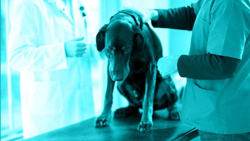 Repurposed Drugs—An Economical Way Forward for Cancer in Vet Med?
