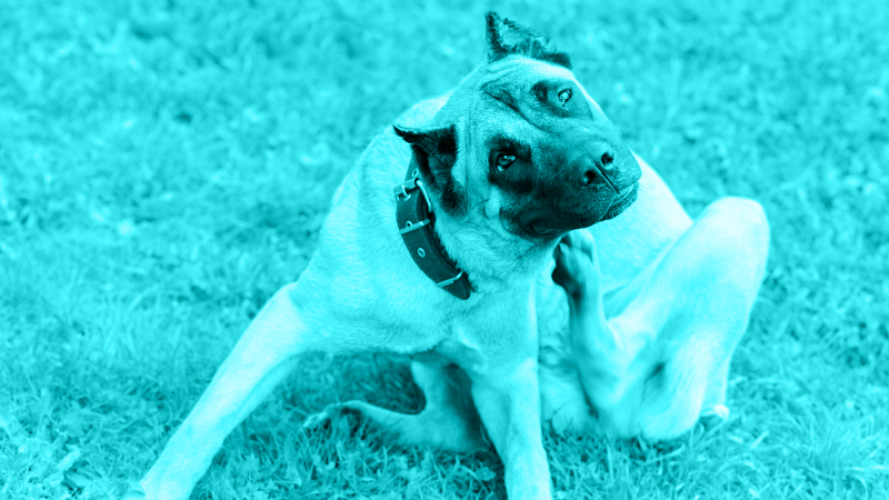 Ten Years of Science in Canine Allergic Dermatitis: Knowledge You Need to Help Your Patients Now