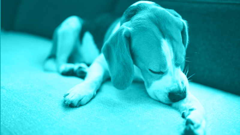 All things allergies! From nose to tail and ear to paw..