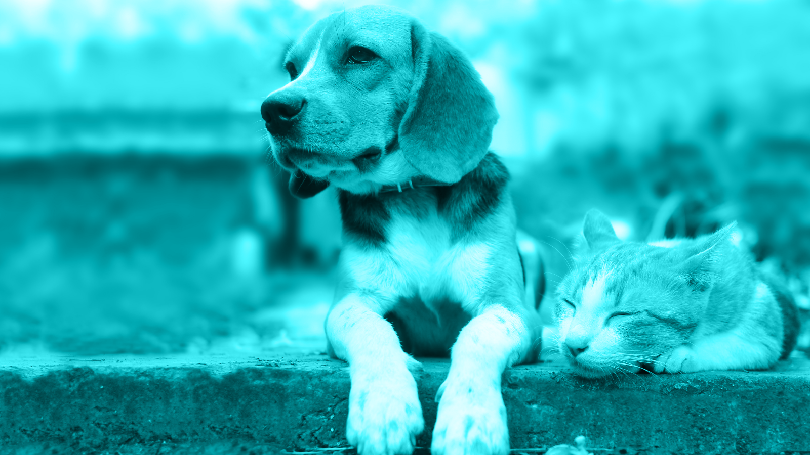K9 & Kitty in the Coalmine? Dogs & Cats as sentinels for human infectious disease risk