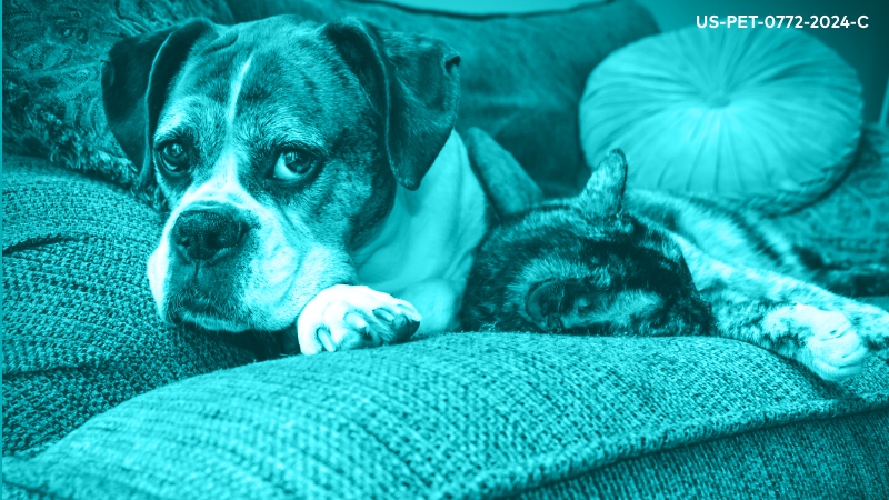 Old Dogs, Fat Cats: Perioperative Pain Management in the Geriatric and Obese Patient