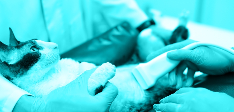 Ultra-Easy Ultrasound: Handheld Diagnostic Imaging for Picture-Perfect Outcomes - Case Studies