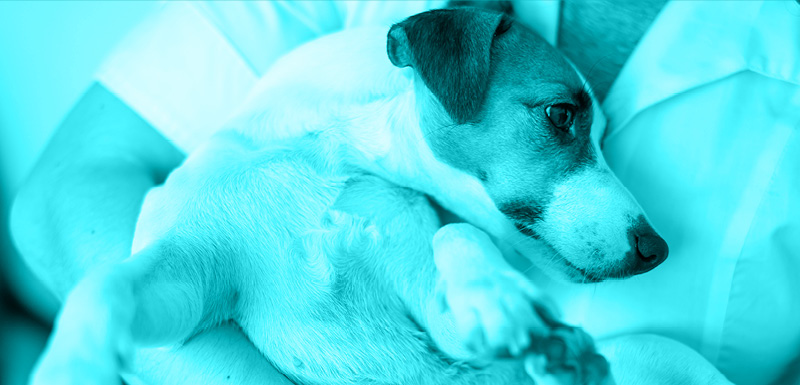 Nutrients For Musculoskeletal Health: Repairing In Rehab