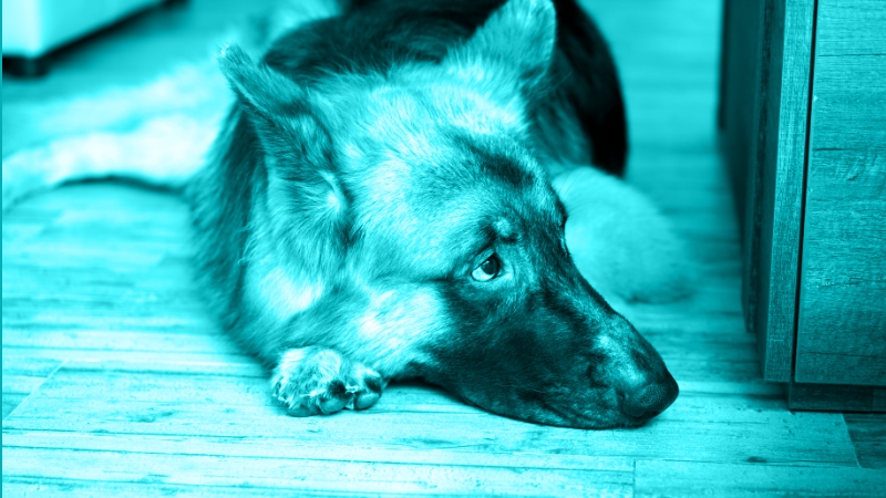 Protecting our dogs from infectious diseases – how can we do better?