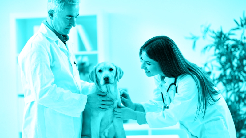 Make or Break: How the Right Mentorship Program Can Define Your Veterinary Career