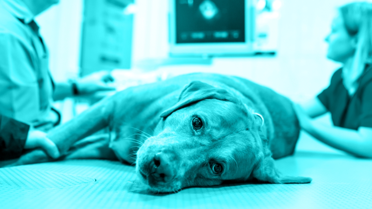 Senior Renal Care/CKD: Early Diagnosis and Slowing Progression with a Multimodal Approach