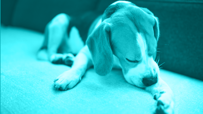 Food Allergy in Dogs and Cats: Let's Talk Diet, Diagnosis, and Tips!