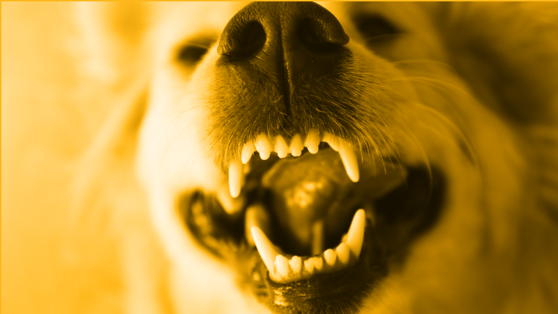 Save More Teeth with ReGum Vet