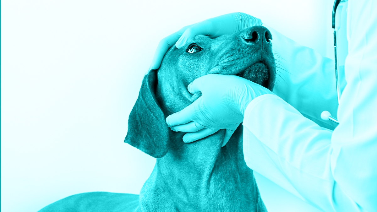 Practical Corneal Ulcer Management for General Practitioners 