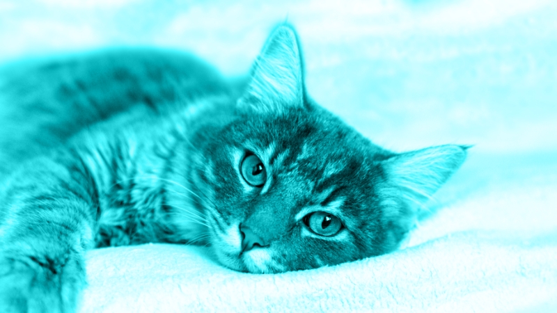 Demystifying Fiber: How to Approach Fiber-Responsive Diarrhea in Dogs and Cats