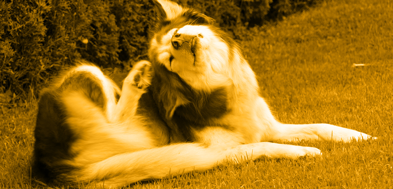 Ditching the Itch with a Happy Skin Barrier