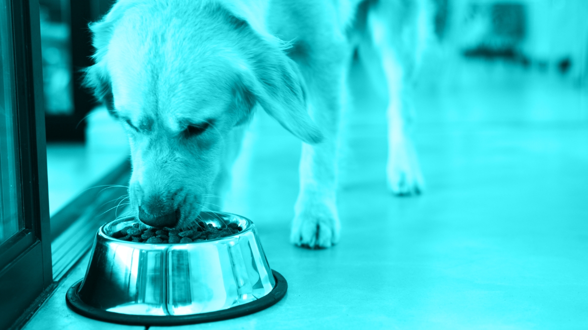 Practical Dietary Solutions for Chronic Enteropathy in Dogs: A Case-Based Discussion