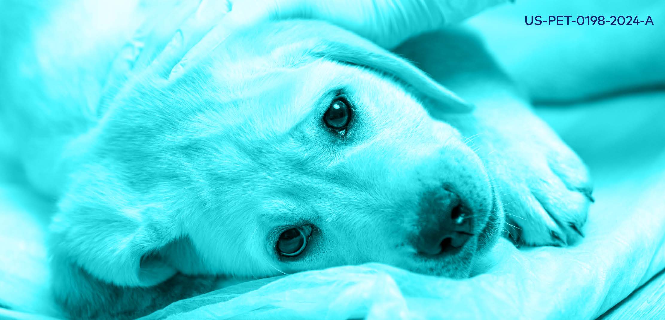 Converging on Consensus: New Recommendations for Diagnosis, Treatment and Prevention of Leptospirosis