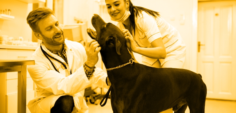 Efficiency Unleashed: Maximizing Team Performance in Dental Health and Ear Infection Management