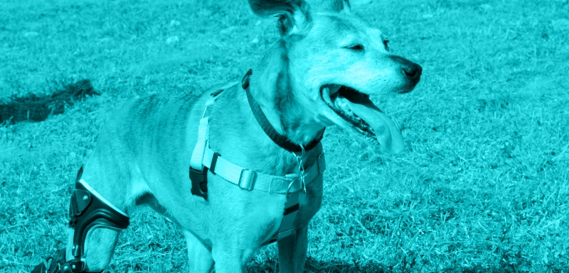 Conservative Management of Cruciate Injury