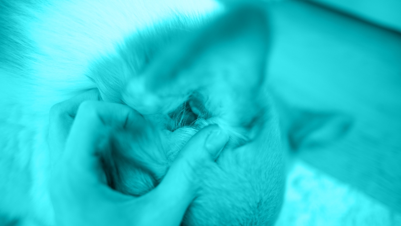 Frustrating Otitis Cases Got You Shaking Your Head?