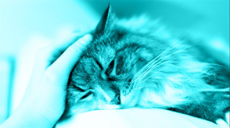 Chronic Kidney Disease (CKD): Lessening the Phosphate Burden