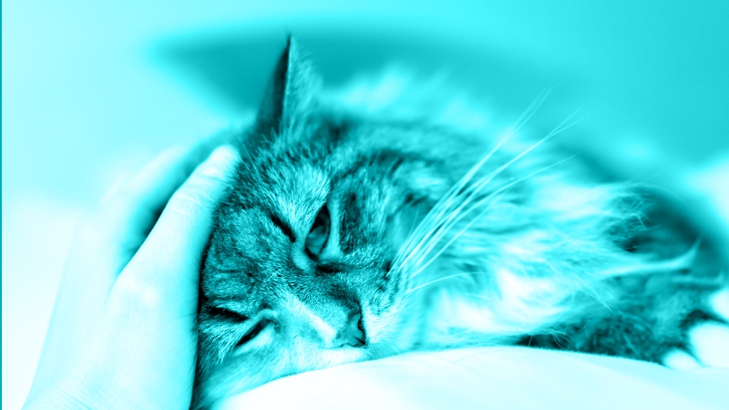 Early Diagnosis, Staging, and Management of CKD