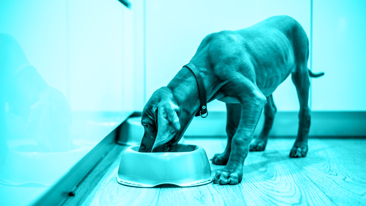 The Evolution of Pet Food formats and their impact on Pet Nutrition and Health