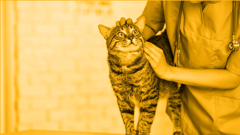 Treating Diabetes in Dogs and Cats: How to Get Started on the Right Foot