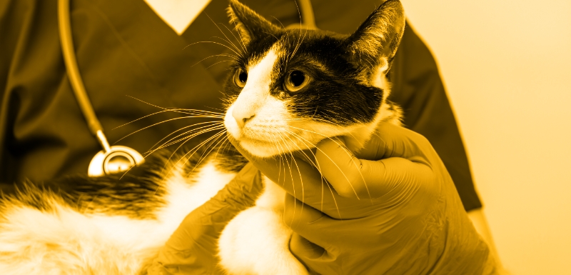 Cliff Notes for SGLT2 inhibitors in treatment of cats with diabetes