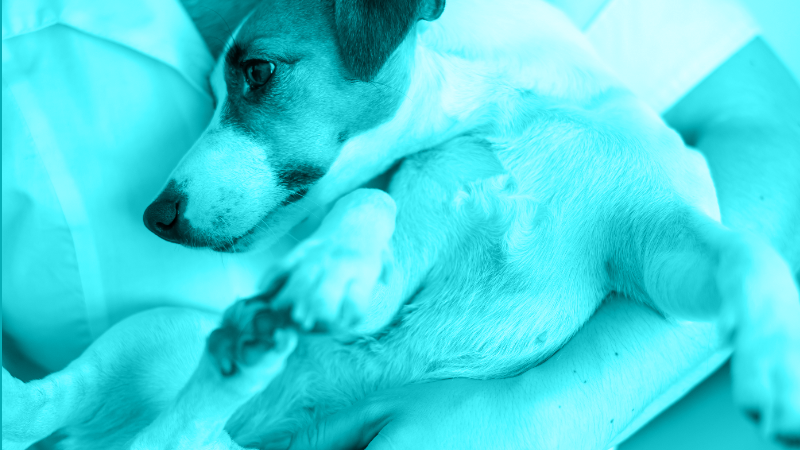 Spray, Slather, Dab or Dip?  Topical Management Tips to Improve Your Skin Successes