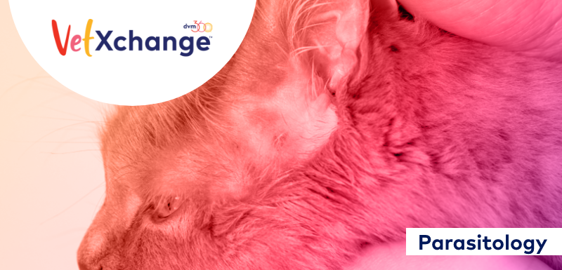 Spotlight on Feline Parasites