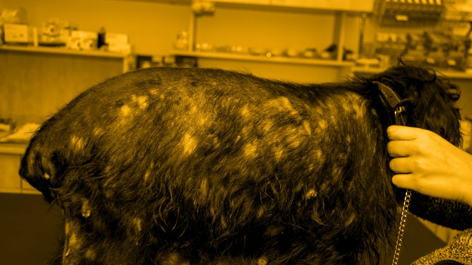 Managing Canine Atopic Dermatitis in 2024