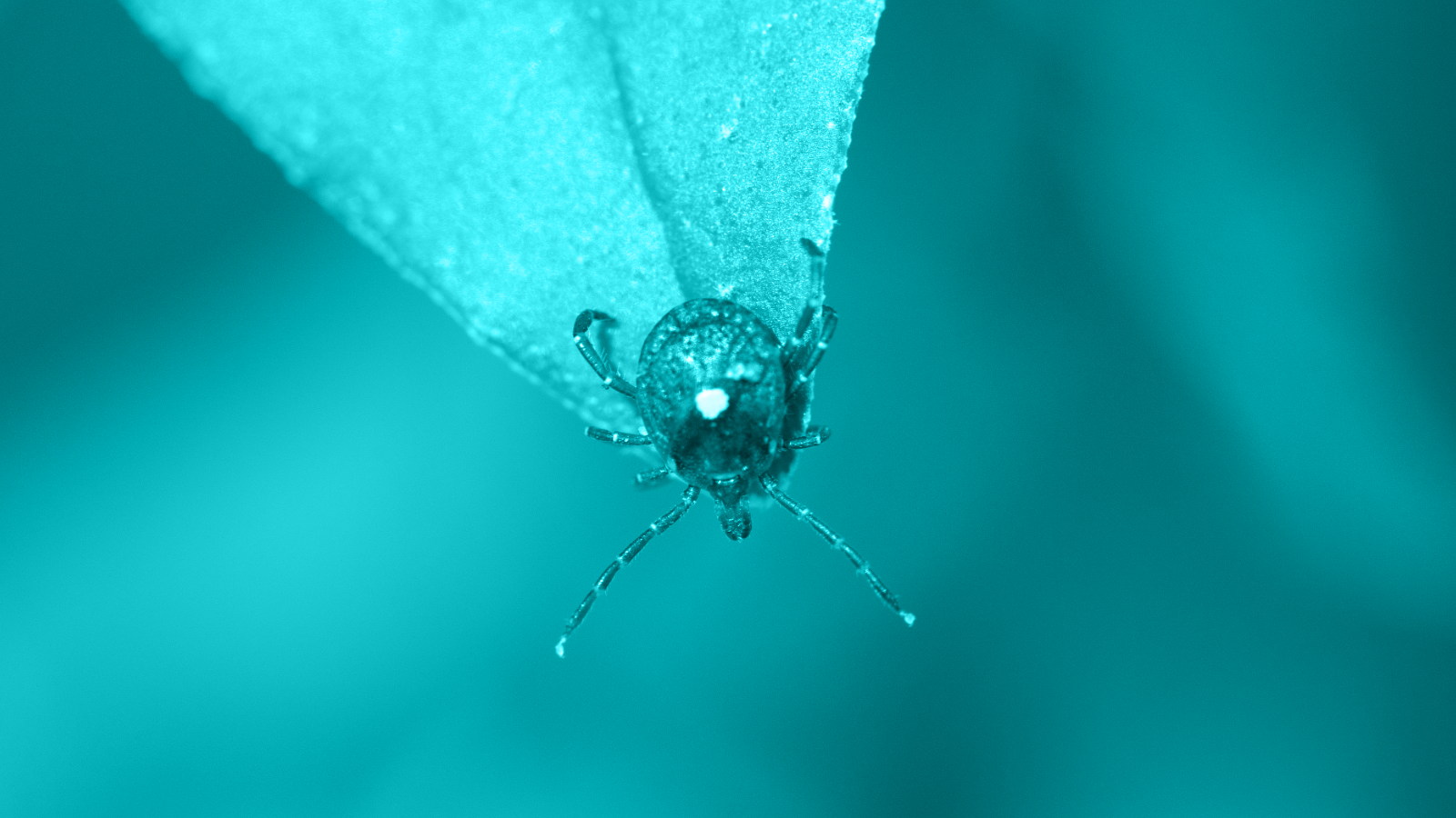 Tick Tidbits:  Novel Insights & Protection Updates on These Tiny Troublemakers