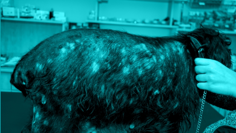 A Modern Approach to Canine Atopic Dermatitis: is there a better way?