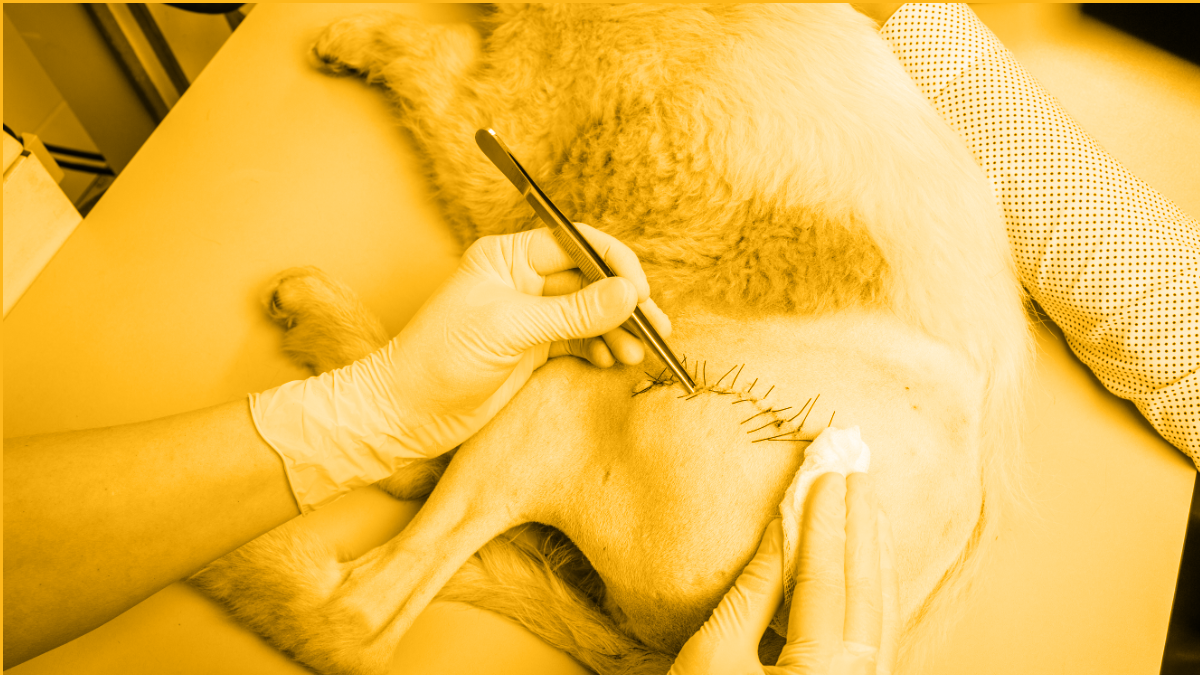 Suture Basics and Applications